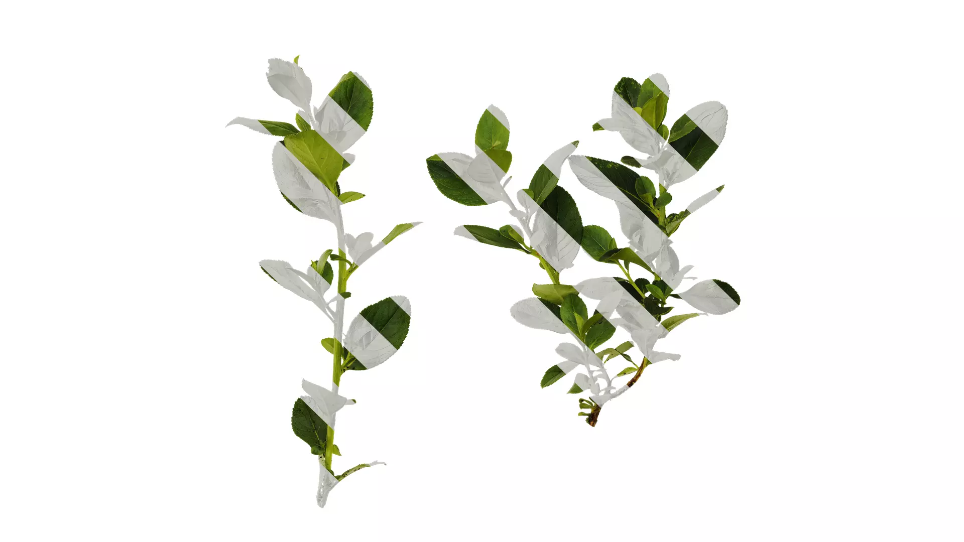 Anydrafts Escalloniaceae Atlas 01 Texture_0