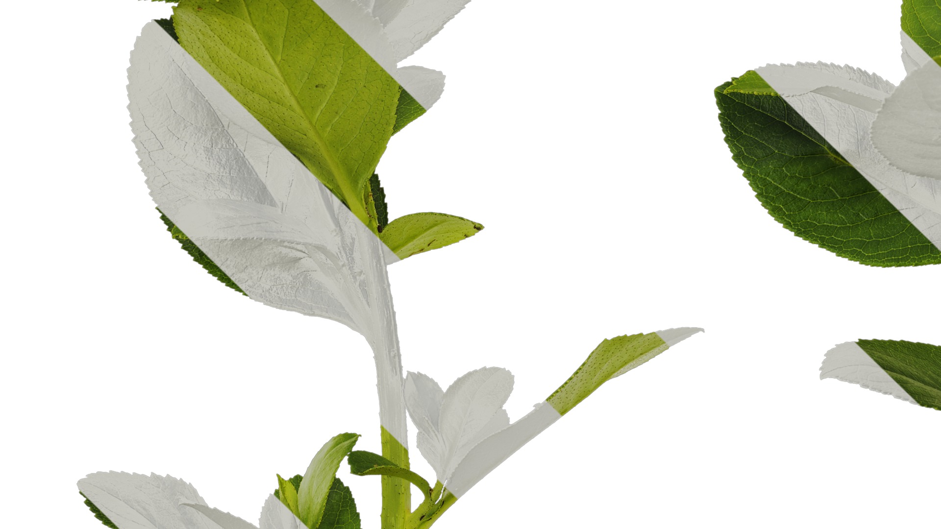 Anydrafts Escalloniaceae Atlas 01 Texture_3