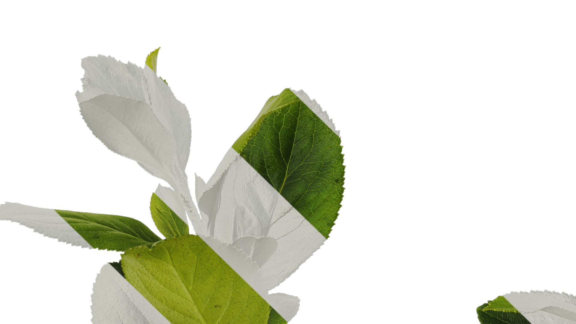 Anydrafts Escalloniaceae Atlas 01 Texture_1