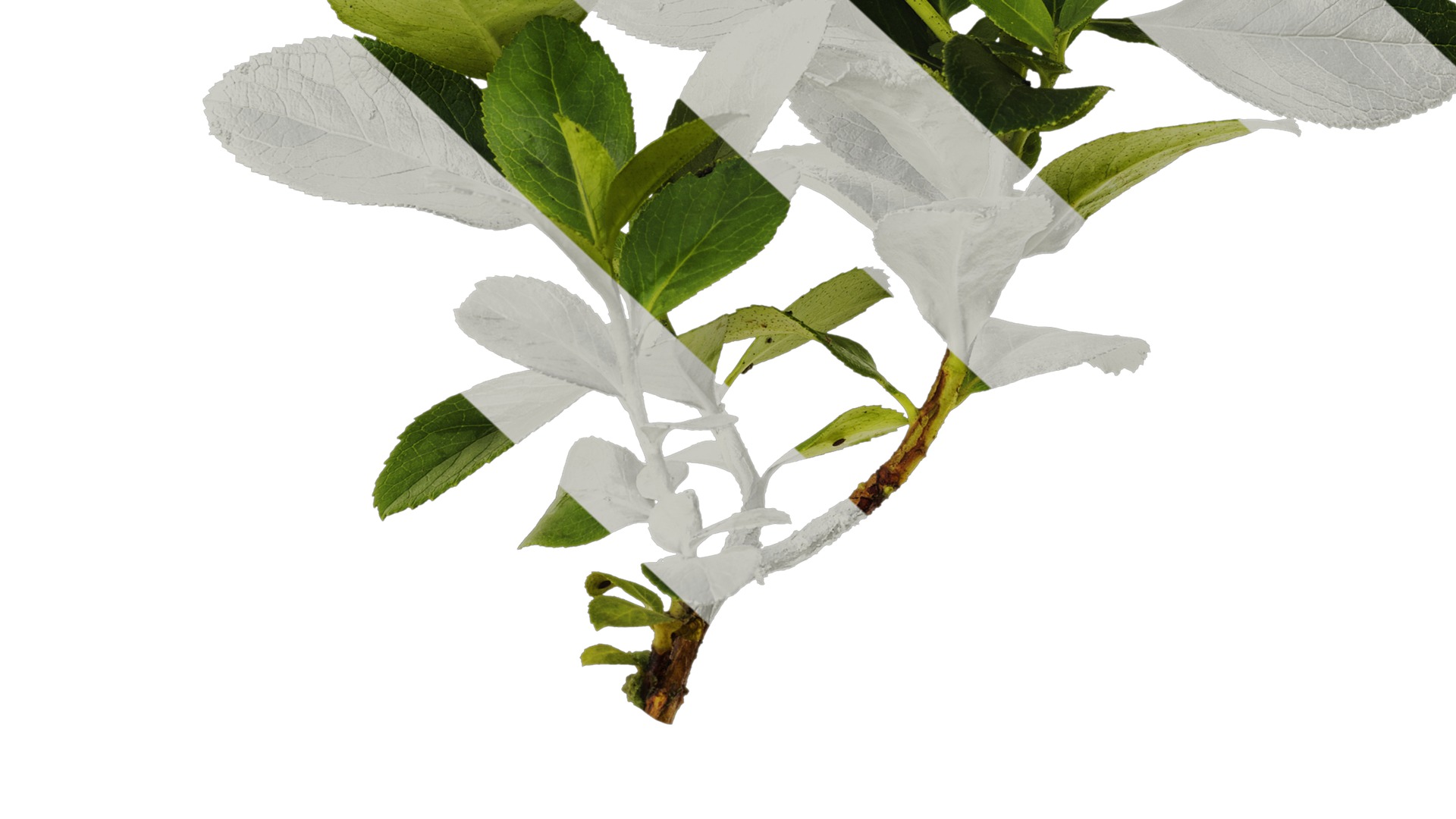 Anydrafts Escalloniaceae Atlas 01 Texture_6