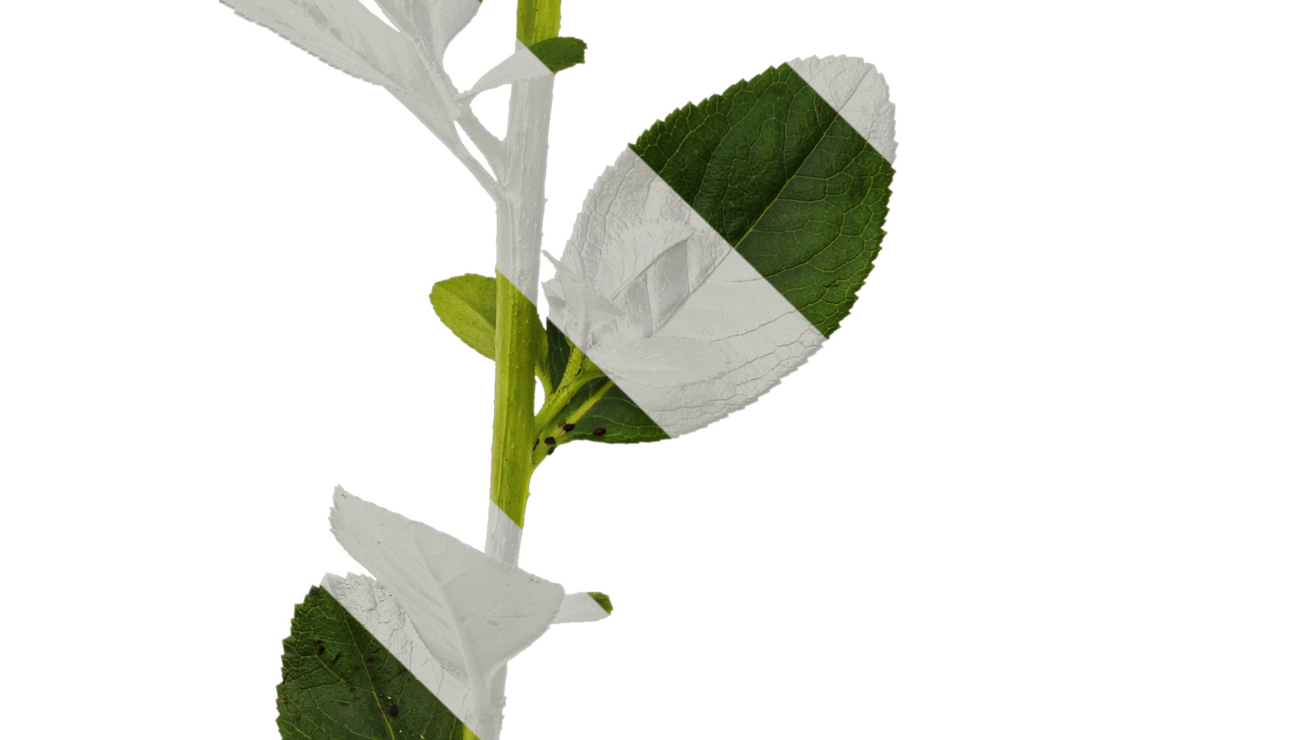 Anydrafts Escalloniaceae Atlas 01 Texture_5