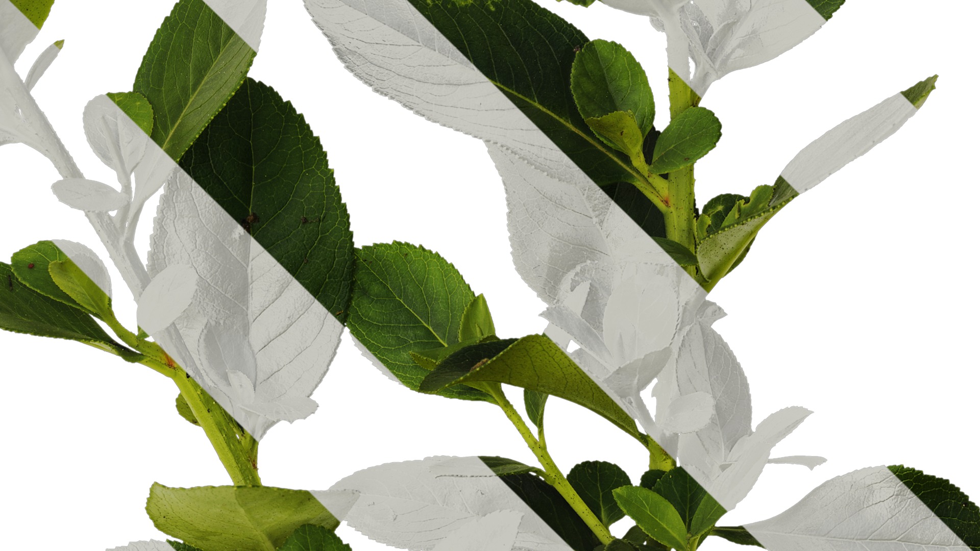 Anydrafts Escalloniaceae Atlas 01 Texture_4