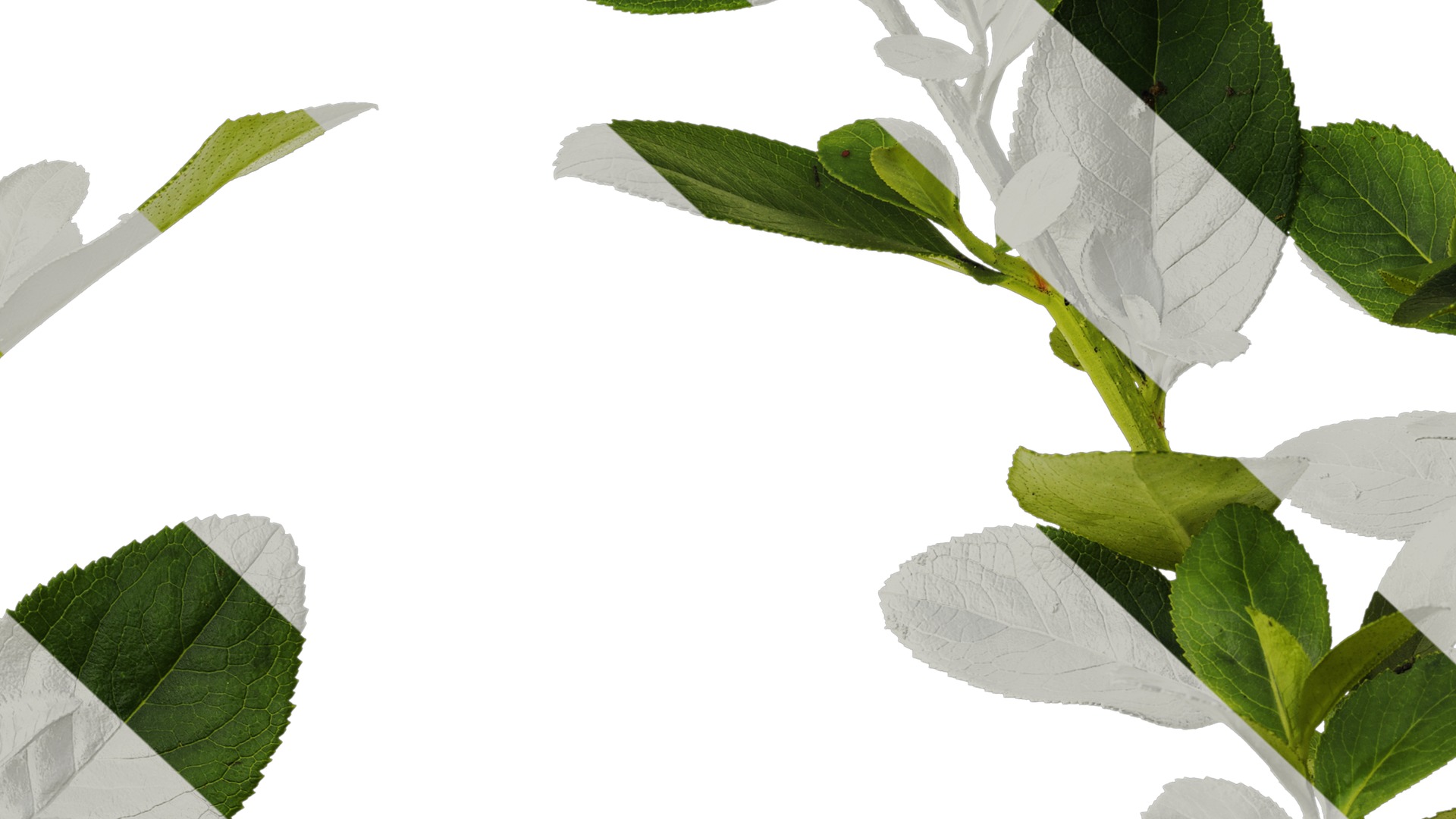 Anydrafts Escalloniaceae Atlas 01 Texture_7