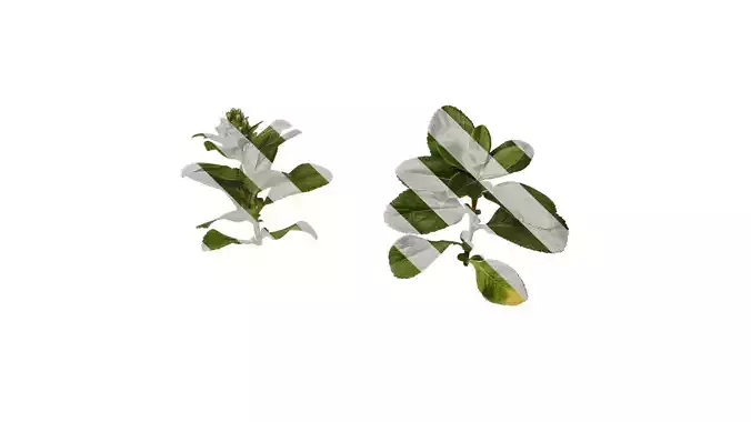 Anydrafts Escalloniaceae Atlas 02