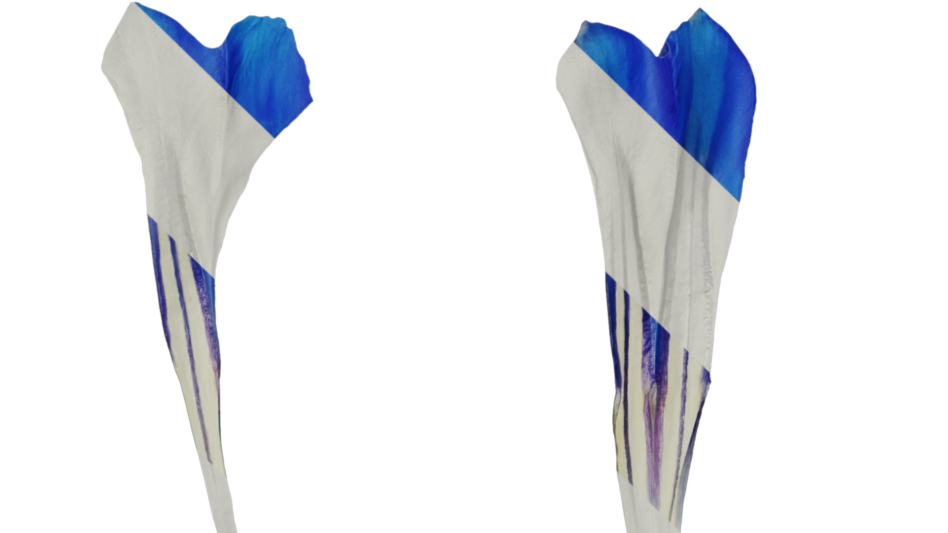 Anydrafts Gentiana sino ornata Atlas 02 Texture_1