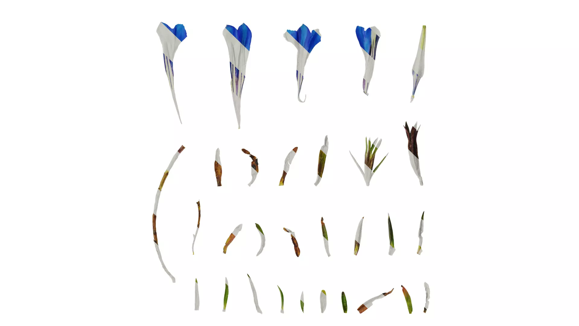 Anydrafts Gentiana sino ornata Atlas 02 Texture_0