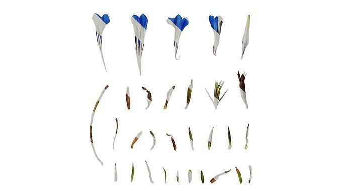 Anydrafts Gentiana sino ornata Atlas 02 Texture