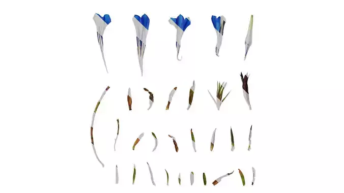 Anydrafts Gentiana sino ornata Atlas 02