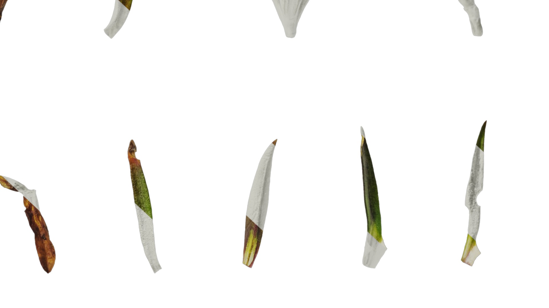 Anydrafts Gentiana sino ornata Atlas 02 Texture_6