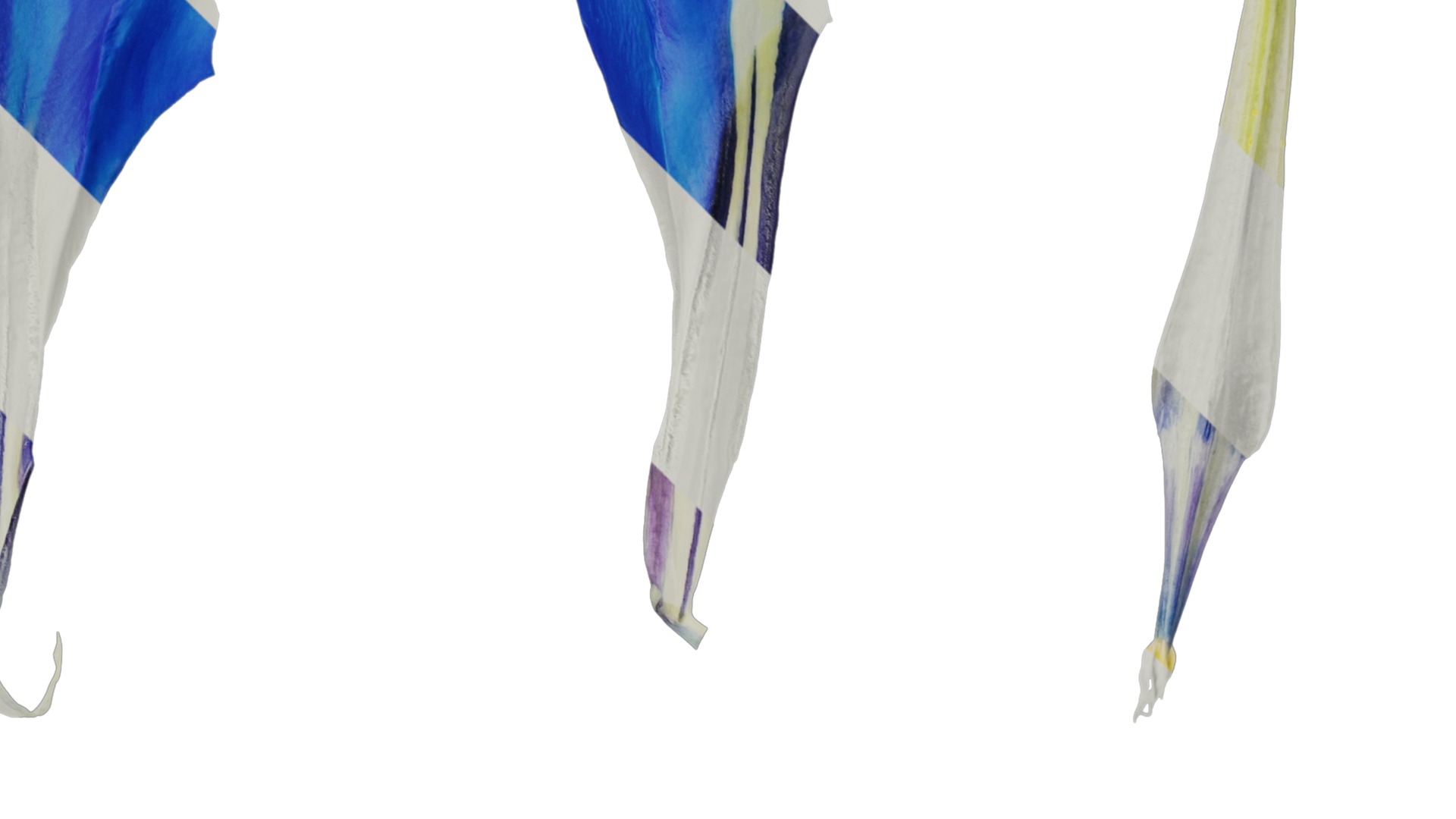 Anydrafts Gentiana sino ornata Atlas 02 Texture_2