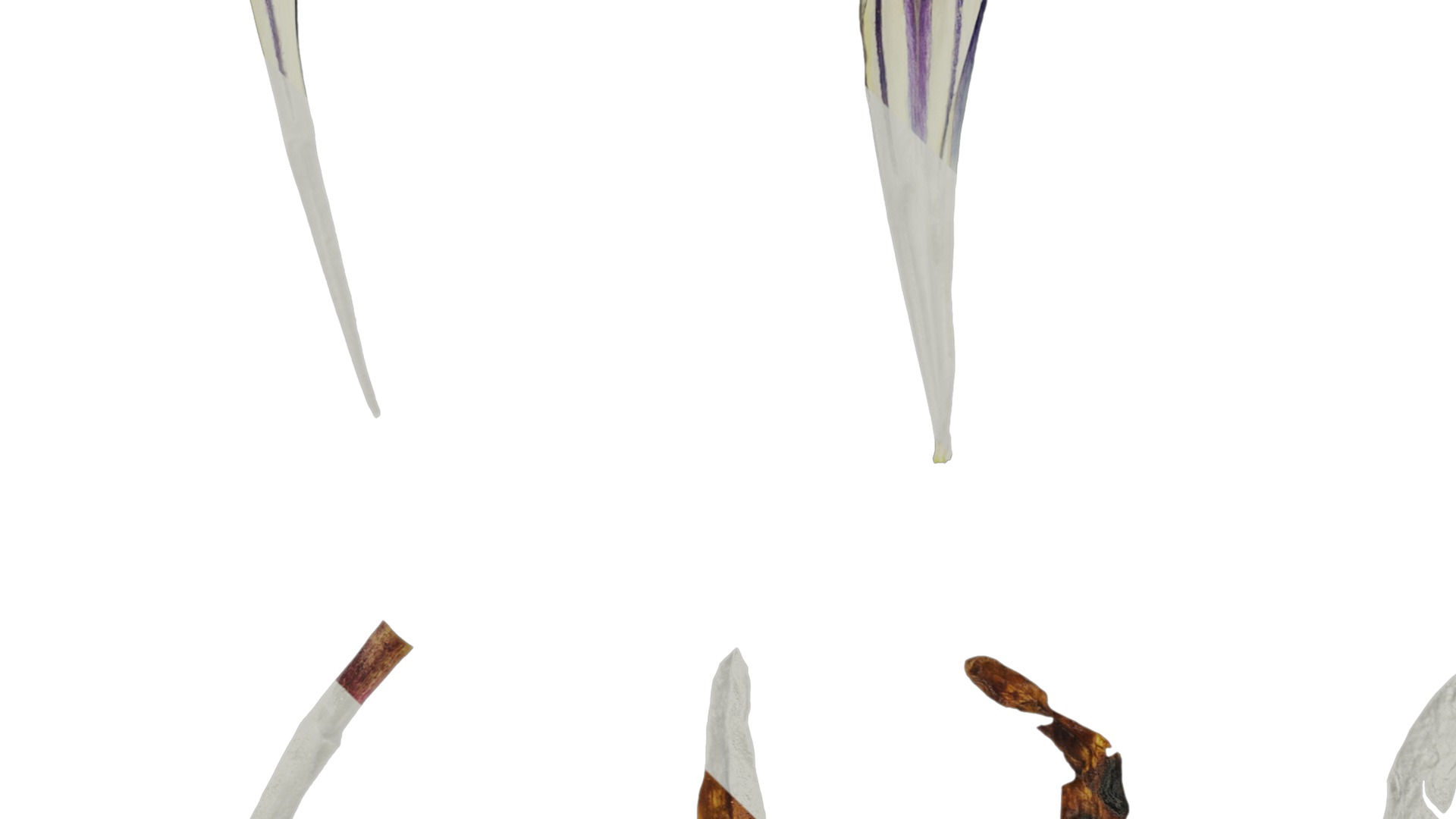 Anydrafts Gentiana sino ornata Atlas 02 Texture_3