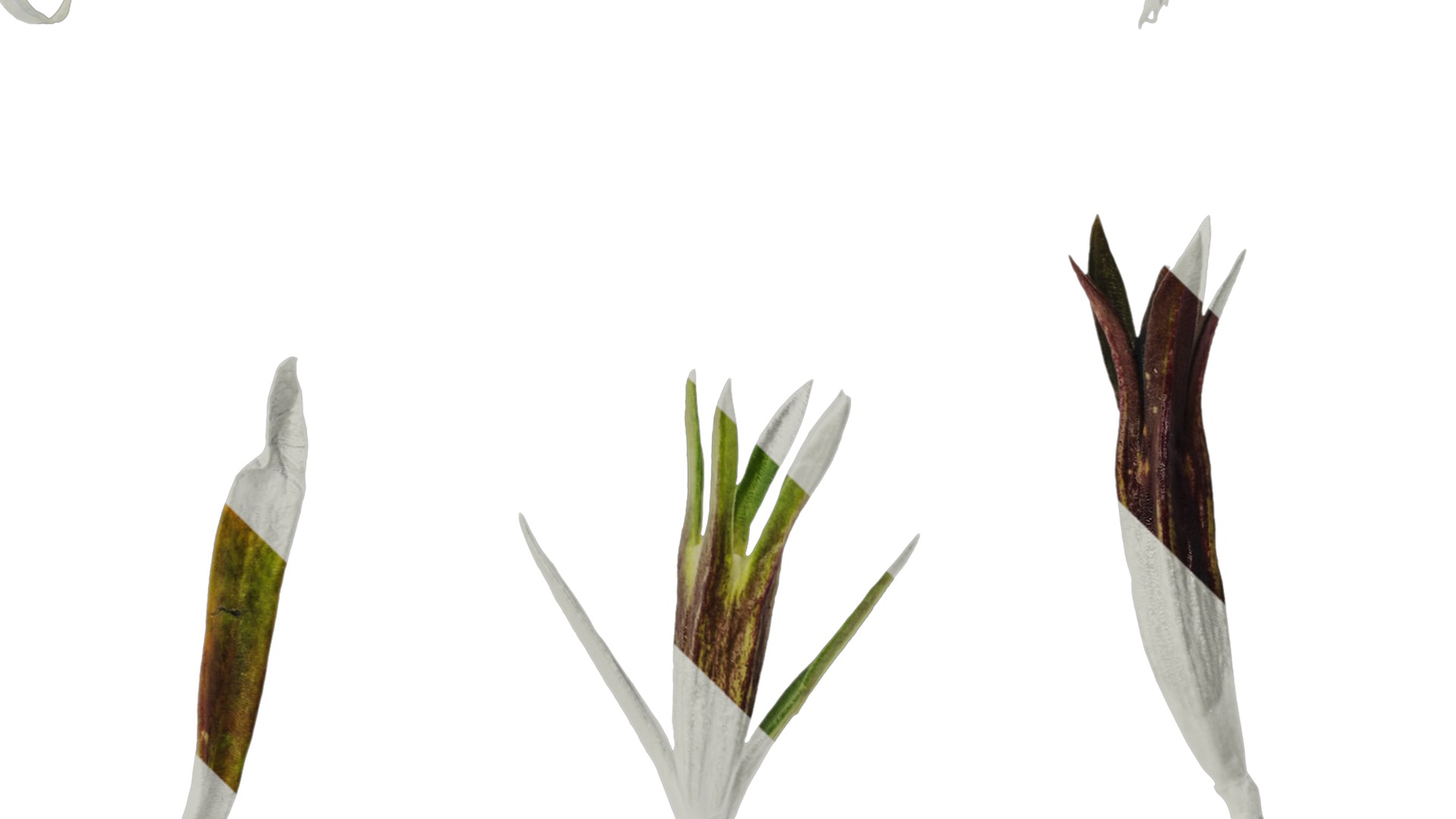 Anydrafts Gentiana sino ornata Atlas 02 Texture_4