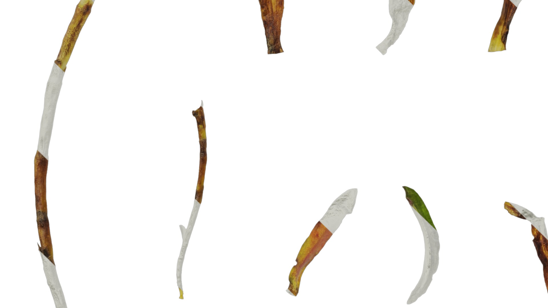 Anydrafts Gentiana sino ornata Atlas 02 Texture_5