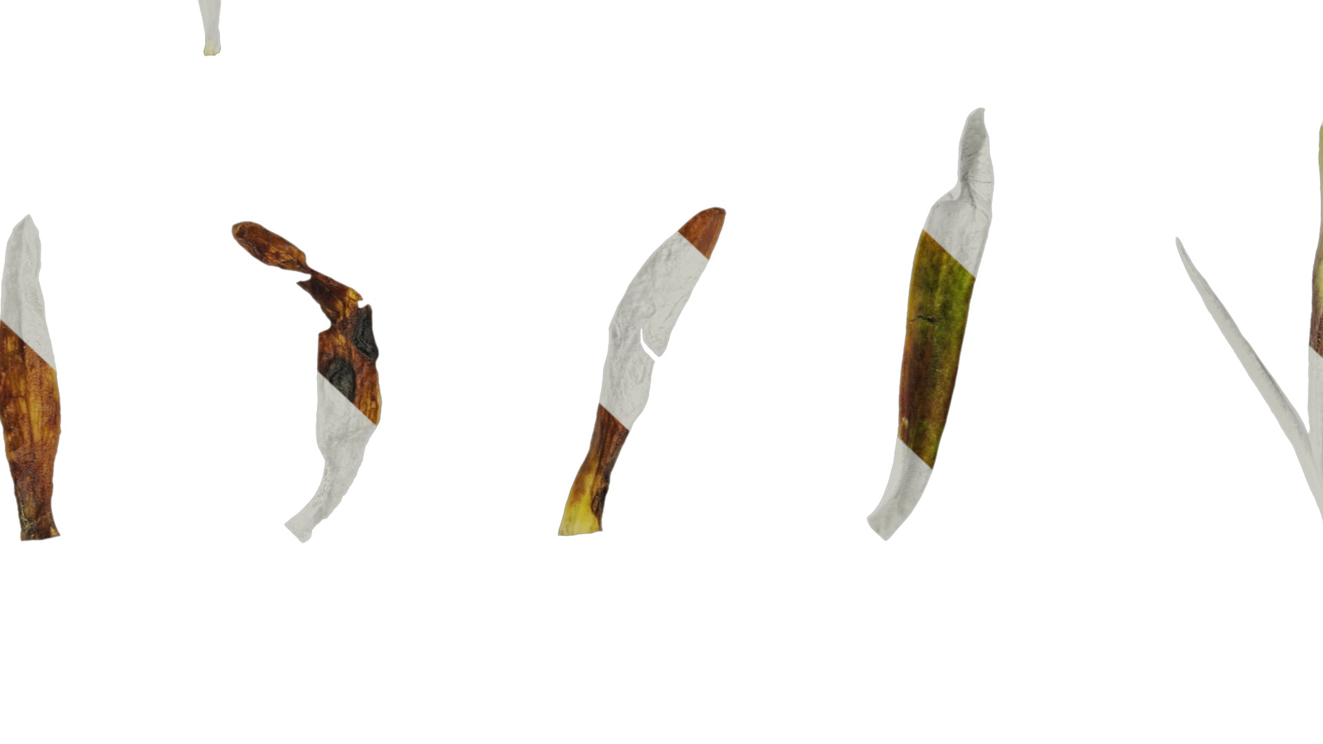 Anydrafts Gentiana sino ornata Atlas 02 Texture_7