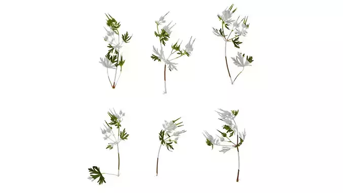 Anydrafts Geranium wilfordii Atlas 01