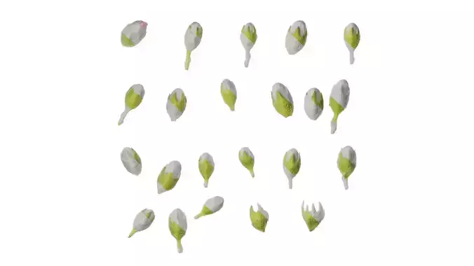 Anydrafts Escalloniaceae Flower 01