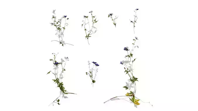 Anydrafts Geranium wilfordii Atlas 02