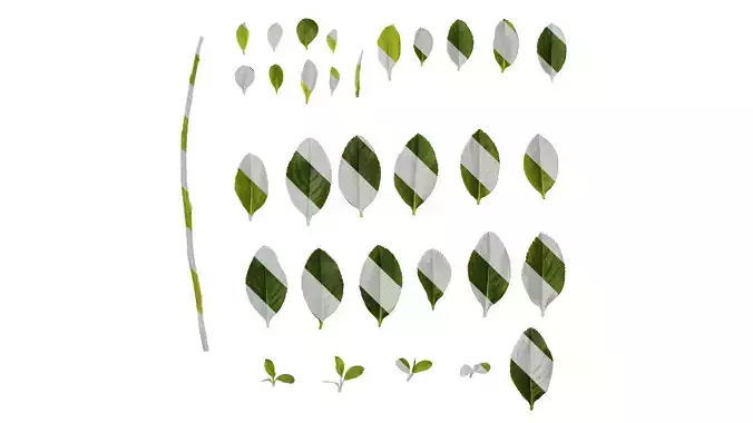 Anydrafts Escalloniaceae Leaf 01