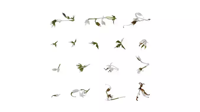 Anydrafts Geranium wilfordii Atlas 03