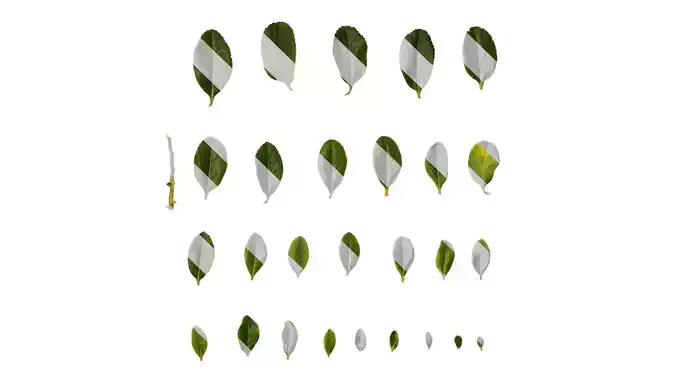 Anydrafts Escalloniaceae Leaf 02