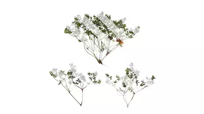 Anydrafts Geranium wilfordii Atlas 05