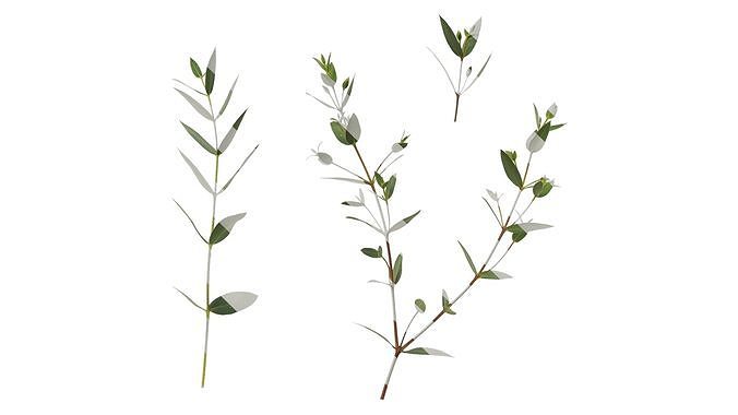 Anydrafts Eucalyptus cinerea Atlas 06 Texture