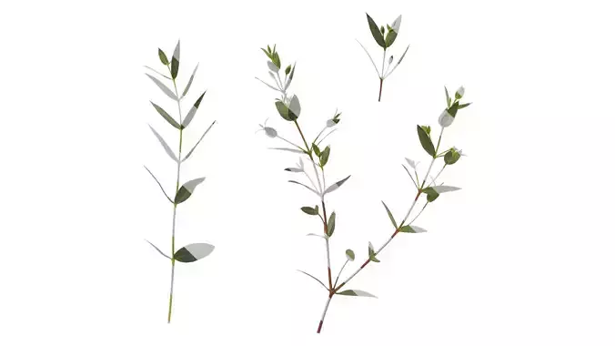 Anydrafts Eucalyptus cinerea Atlas 06