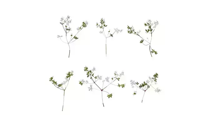 Anydrafts Geranium wilfordii Atlas 06