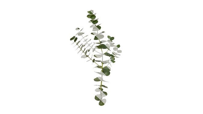 Anydrafts Eucalyptus cinerea Atlas 07 Texture