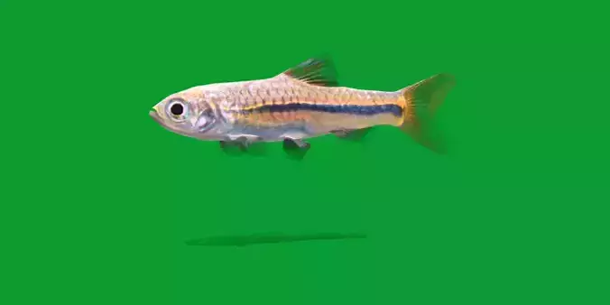 Blue Line Rasbora Fish Low-poly 3D model