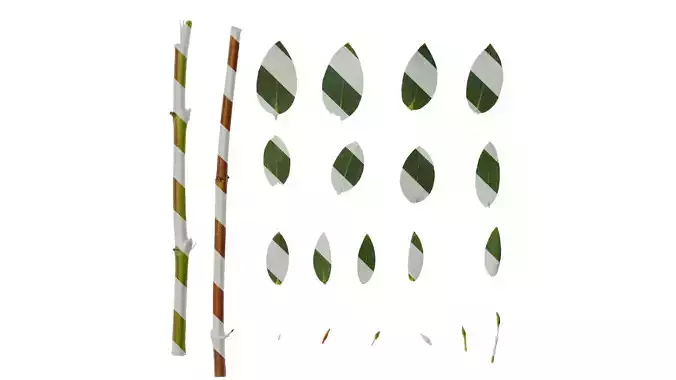 Anydrafts Eucalyptus cinerea Leaf 02 Texture