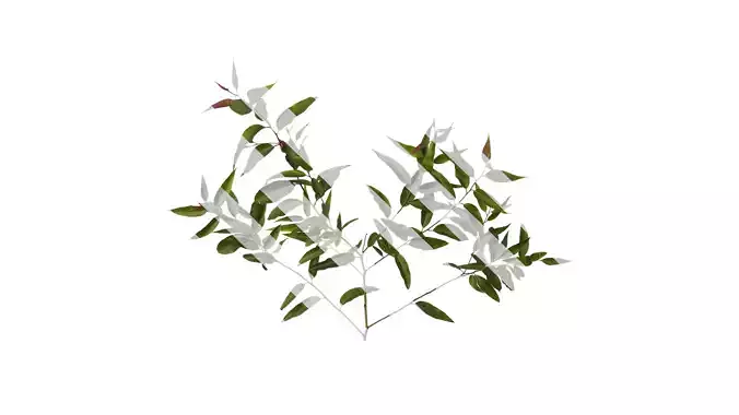 Anydrafts Eucalyptus citriodora Atlas 01