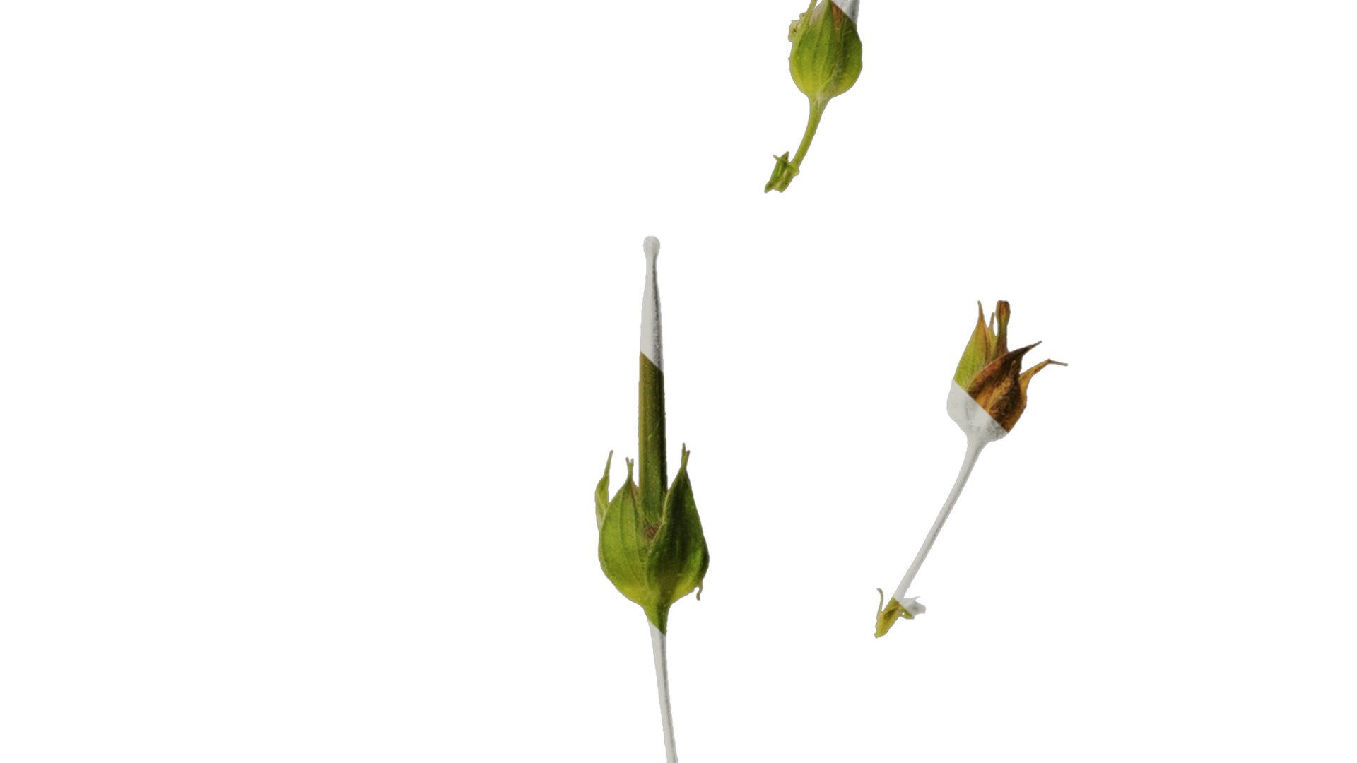 Anydrafts Geranium wilfordii Flower 01 Texture_4