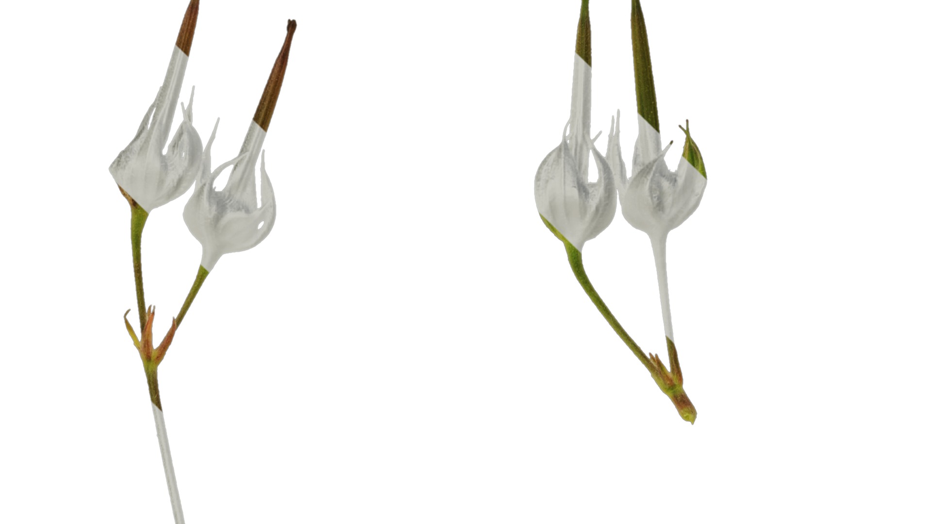 Anydrafts Geranium wilfordii Flower 01 Texture_1