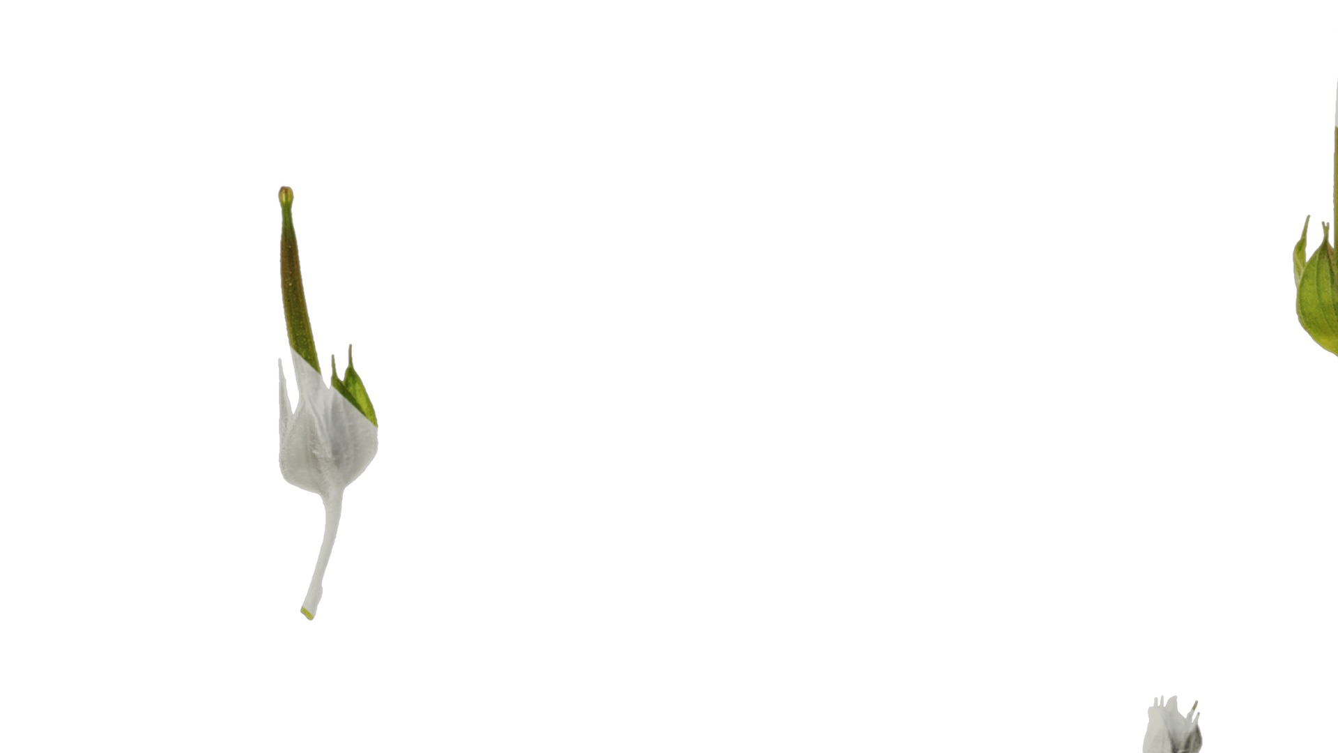 Anydrafts Geranium wilfordii Flower 01 Texture_7