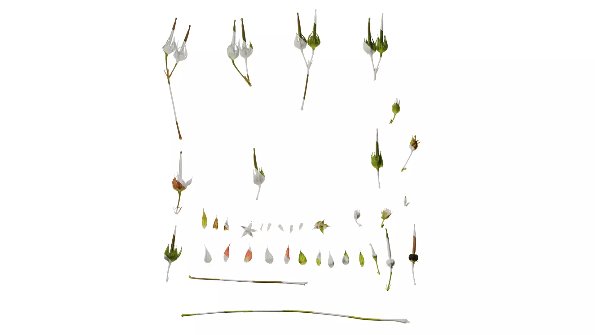 Anydrafts Geranium wilfordii Flower 01 Texture_0