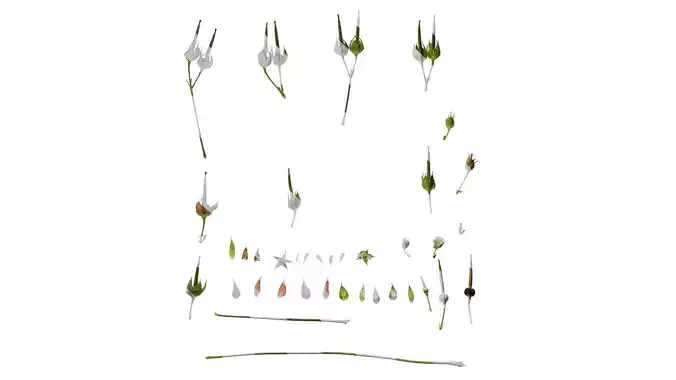 Anydrafts Geranium wilfordii Flower 01