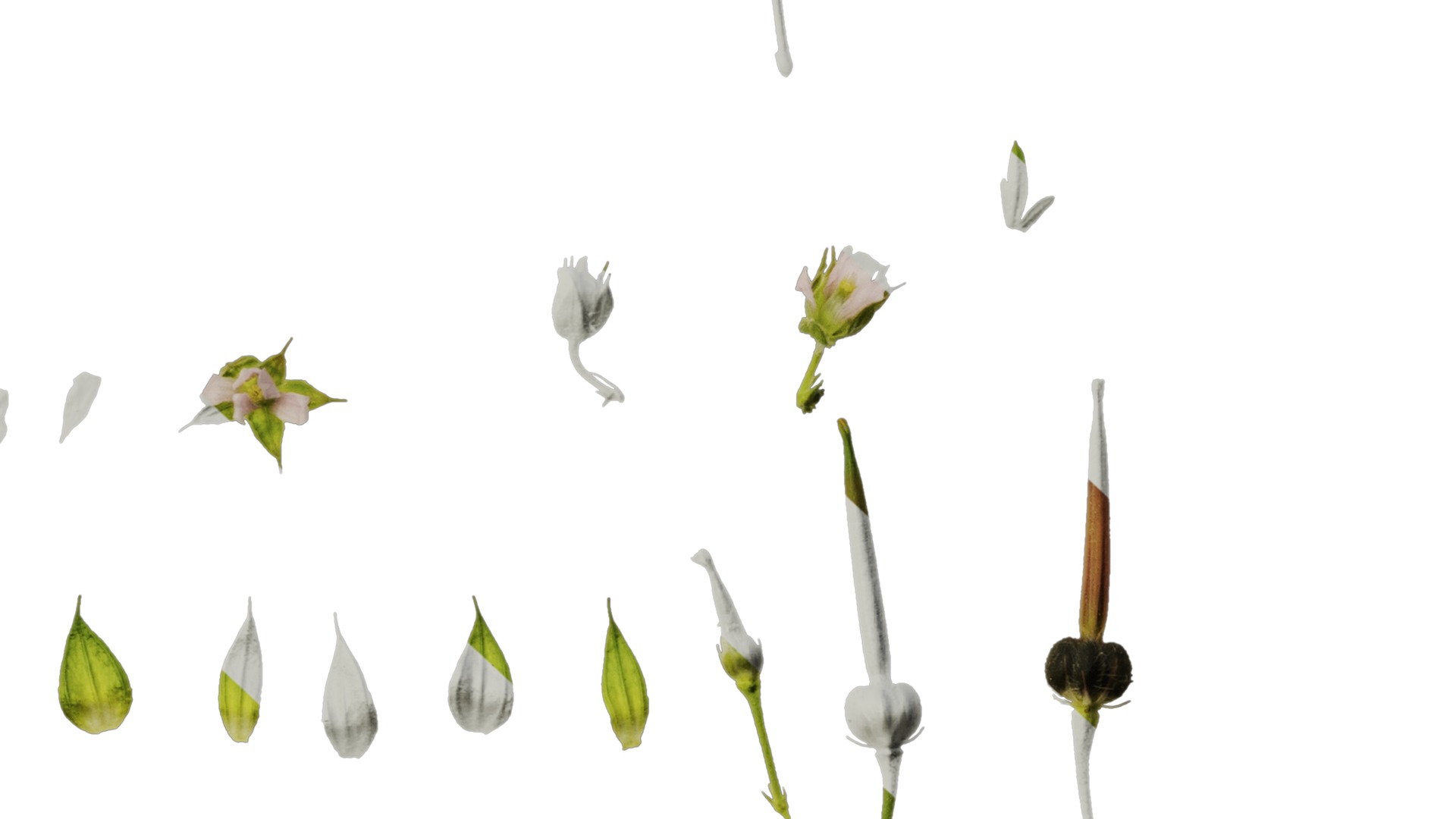 Anydrafts Geranium wilfordii Flower 01 Texture_6