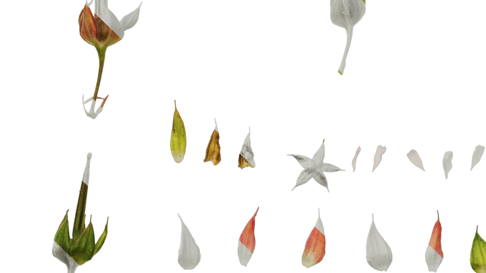 Anydrafts Geranium wilfordii Flower 01 Texture_5