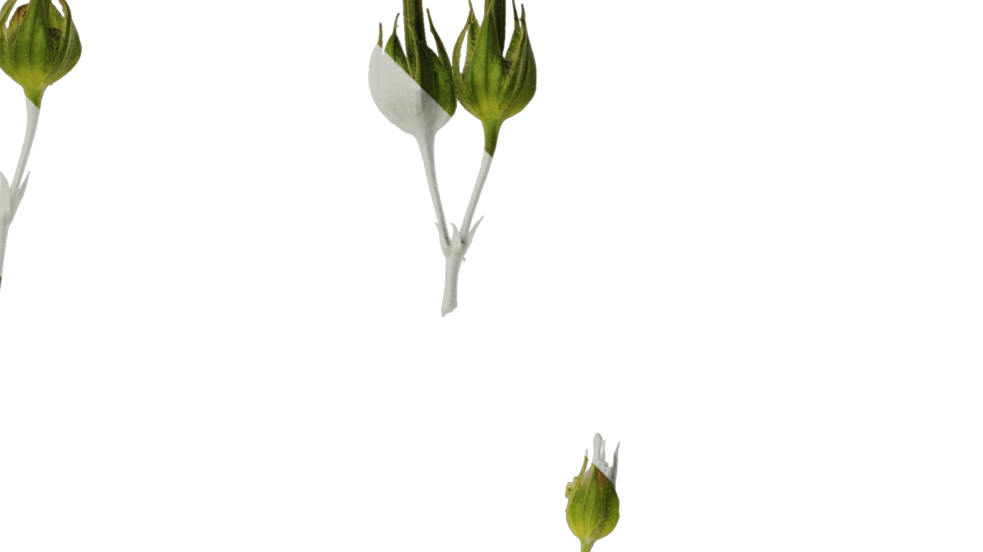 Anydrafts Geranium wilfordii Flower 01 Texture_2