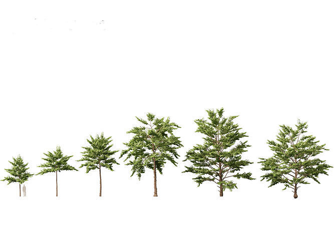 HighpolyLowPoly -  Neolamarckia cadamba - Burflower-tree Low-poly 3D model