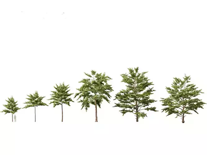 HighpolyLowPoly -  Neolamarckia cadamba - Burflower-tree