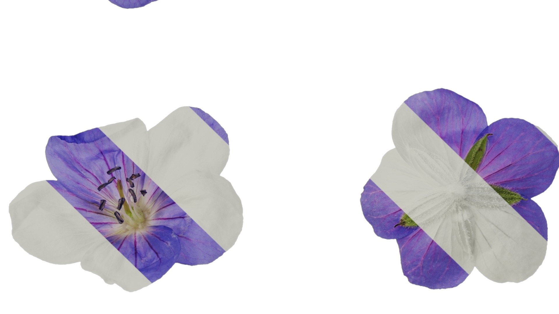 Anydrafts Geranium wilfordii Flower 02 Texture_3