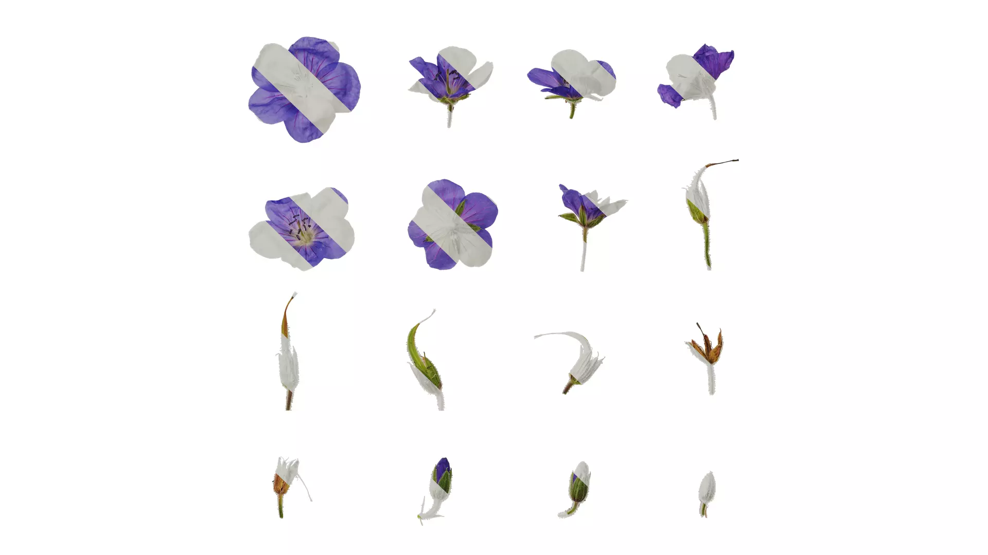 Anydrafts Geranium wilfordii Flower 02 Texture_0