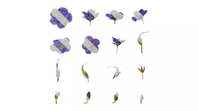 Anydrafts Geranium wilfordii Flower 02