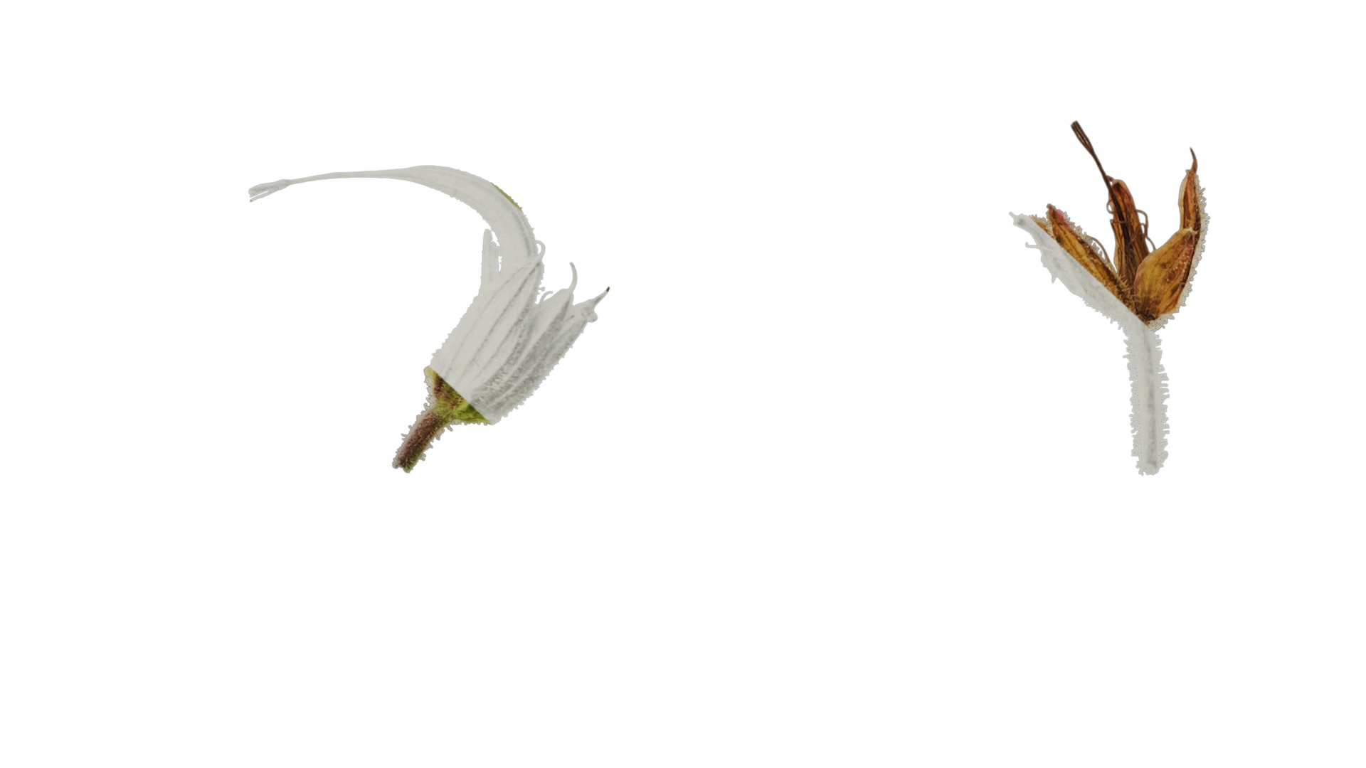 Anydrafts Geranium wilfordii Flower 02 Texture_6