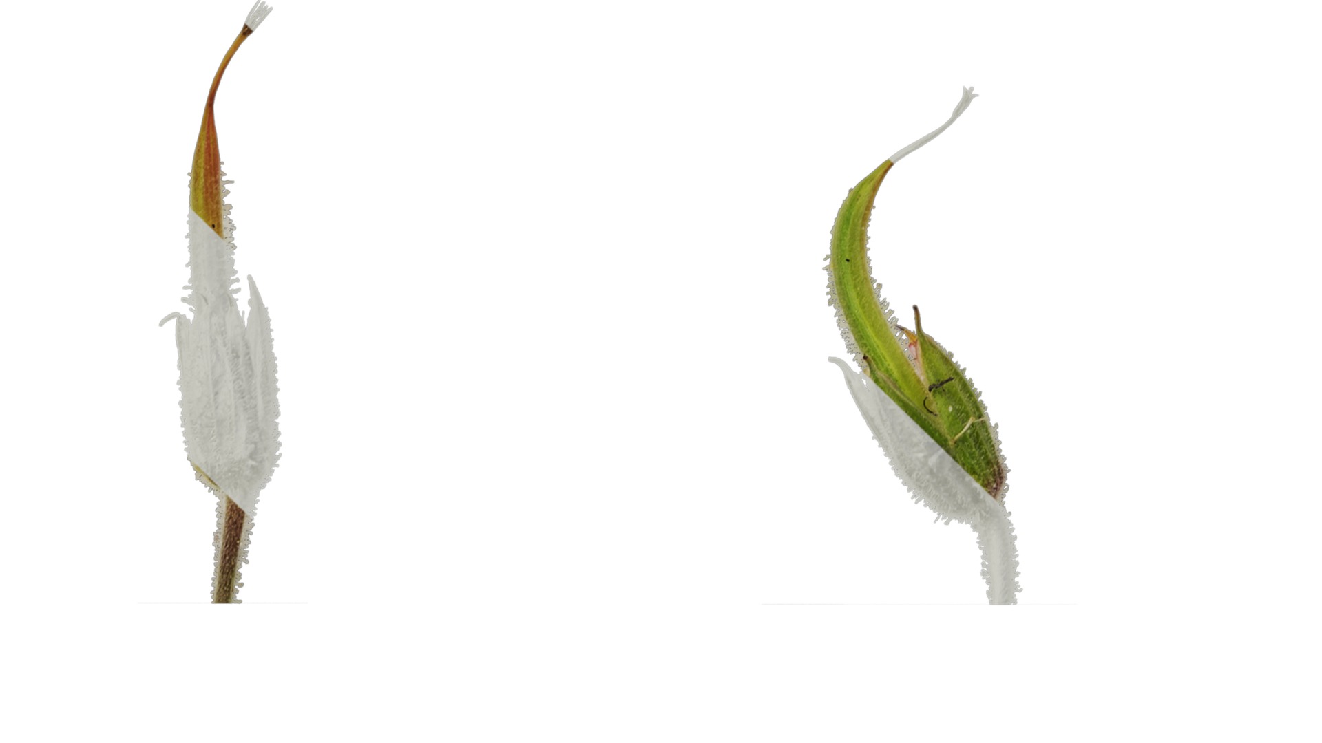 Anydrafts Geranium wilfordii Flower 02 Texture_5