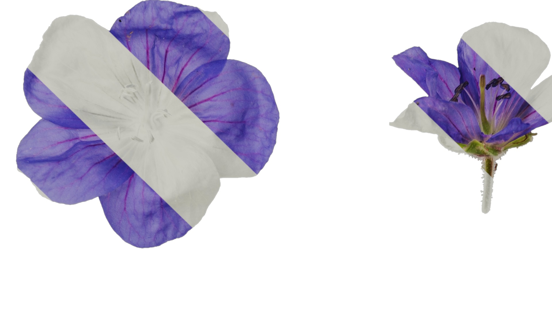 Anydrafts Geranium wilfordii Flower 02 Texture_1