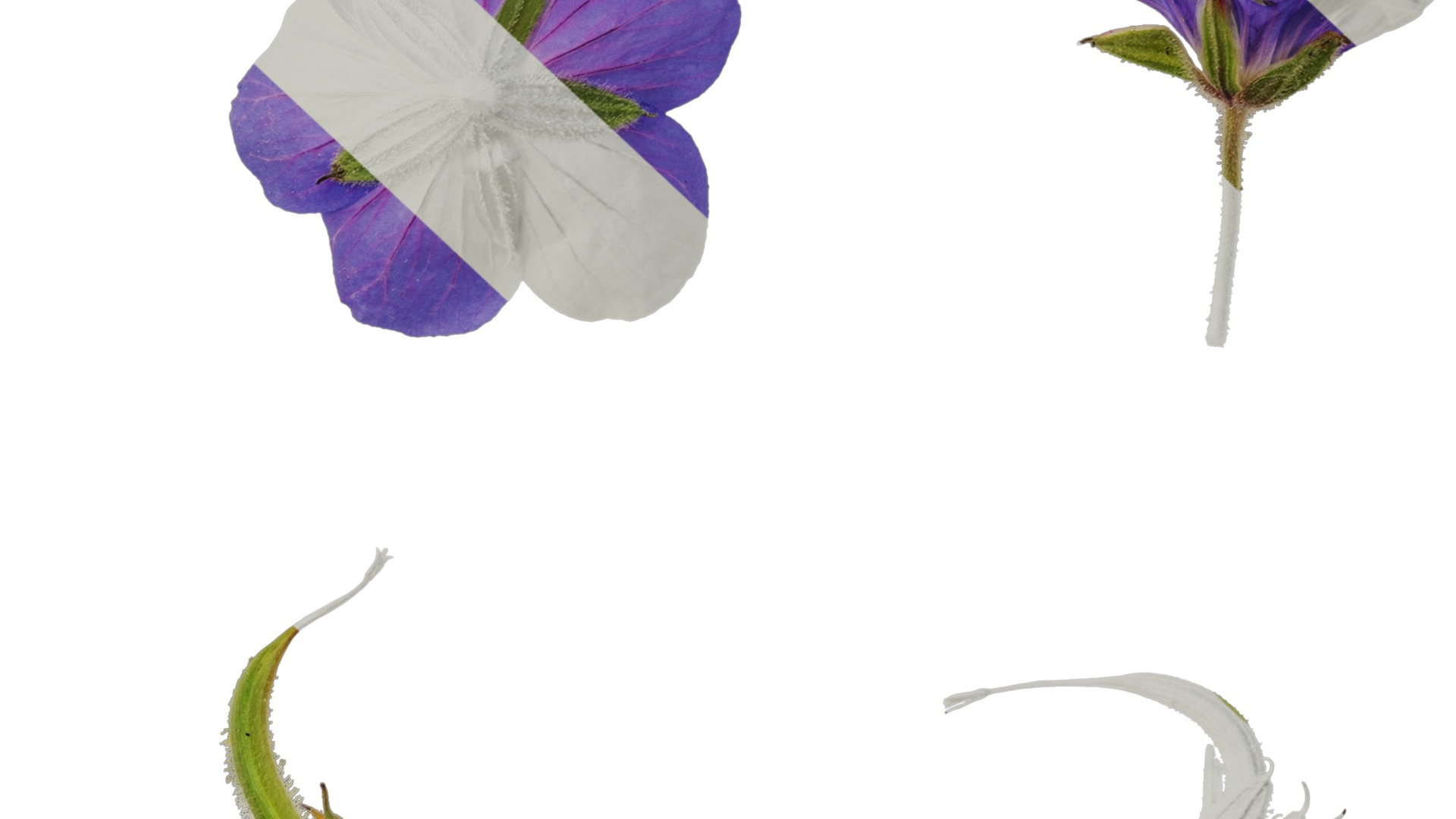 Anydrafts Geranium wilfordii Flower 02 Texture_7