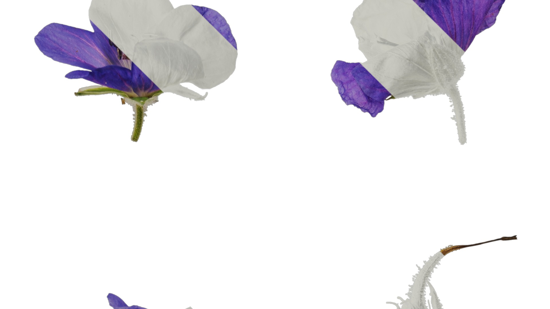 Anydrafts Geranium wilfordii Flower 02 Texture_2